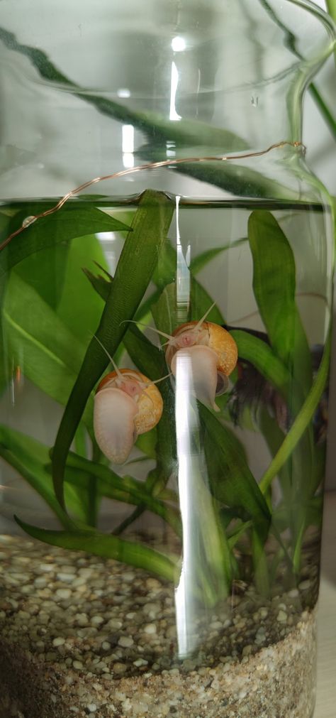 Snails in a Betta Bowl Snail Fish Tank, Pink Fish Tank, Snail Aquarium, Baby Betta Fish, Bowl Aquarium, Snail Tank, Apple Snail, Frog Terrarium, Fish Tank Terrarium