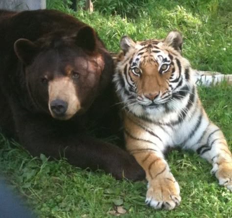 Noahs Ark Animals, Unlikely Friends, Tiny Puppies, Animals Friendship, Bear Pictures, Pretty Animals, Animal Sanctuary, Love Bear, Silly Animals