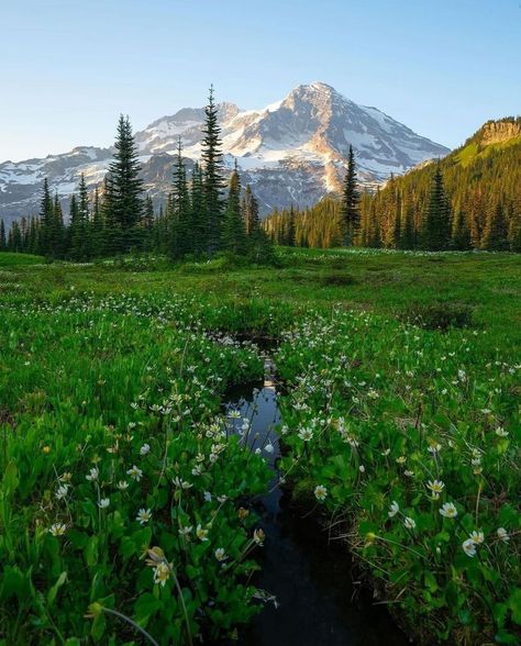 Beautiful scenes in Mount Rainier National Park 📸 @josezunigaphotography #nationalpark #mountrainier #mountrainiernationalpark #mountain #nature #hiking #hikingadventures Nature Hiking, Mountain Nature, Beautiful Scenes, National Park Vacation, Mount Rainier National Park, Rainier National Park, G Adventures, Us National Parks, Camping And Hiking