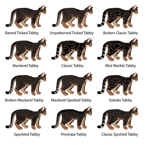 Cat Genetics Guide: Tabby Patterns How To Draw Cat Fur Patterns, Cat Genetics Chart, Tabby Cat Patterns, Cat Fur Colors, Cat Colors Chart, Hollyleaf Warriors, Tabby Patterns, Classic Tabby Cat, Cat Fur Patterns