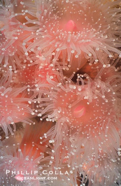 Strawberry anemone (club-tipped anemone, more correctly a corallimorph). Scripps Canyon, La Jolla, California, USA, Corynactis californica, natural history Creature Marine, Tout Rose, Sea Anemone, Beautiful Sea Creatures, Living Coral, Underwater Creatures, Sea Coral, Underwater Life, Water Life