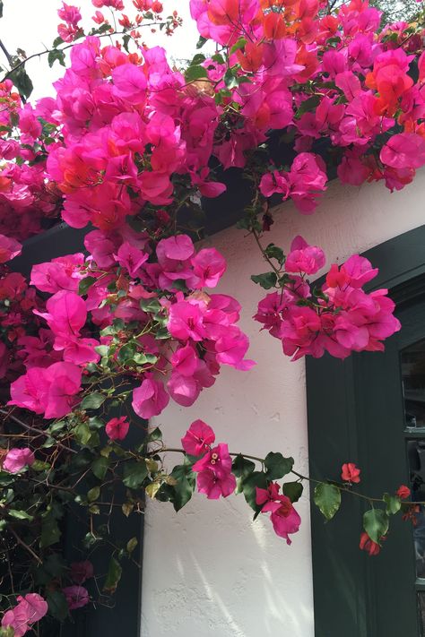 Colorful Flowering Vines Climbing Flowering Vines, Hydrangea Vine, Cypress Vine, Fast Growing Vines, Wisteria Plant, Vine Flowers, Makey Makey, Rosa Shocking, Flower Vines