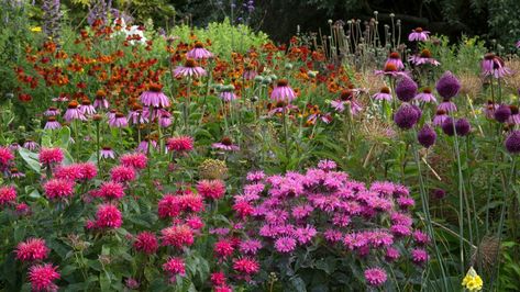 Planting Palette, Black Fingers, Late Summer Flowers, Mexican Sunflower, Planting Plan, Border Plants, Summer Plants, Meadow Flowers, Garden Yard Ideas