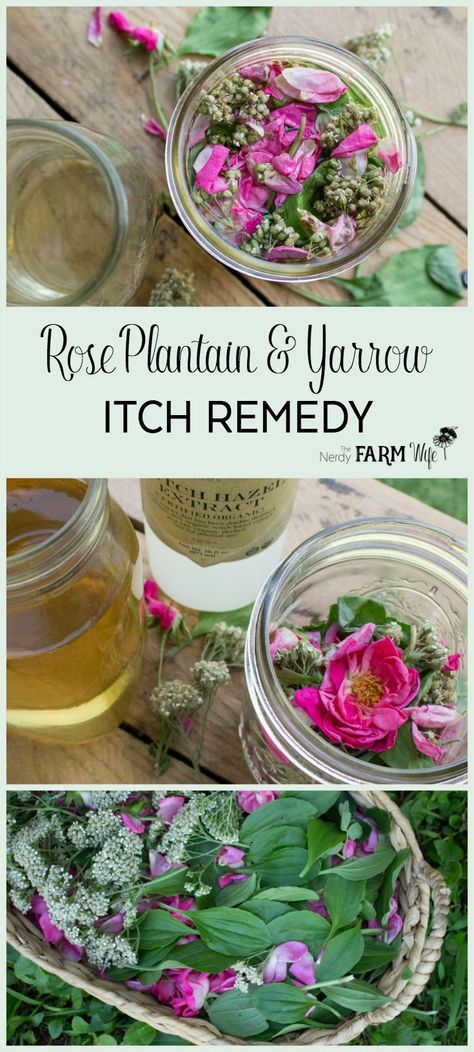 Tinctures Recipes, Banane Plantain, Herbal Tinctures, Natural Healing Remedies, Herbal Healing, Diy Remedies, Natural Therapy, Natural Health Remedies, Healing Herbs