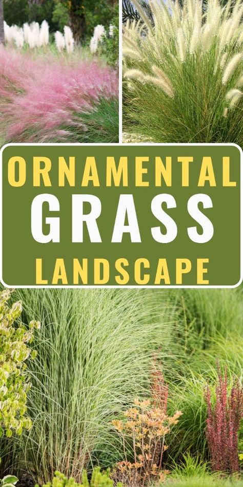 Dreaming of an enchanting, low-maintenance yard? See how tall, sun-loving ornamental grasses can transform your space into a stunning oasis. Dive into design ideas perfect for front yards, backyards, and drought-resistant gardens. Transform your ornamental grass landscape today! Tall Grass Landscaping, Ornamental Grass Landscape, Blue Oat Grass, Tall Ornamental Grasses, Growing Raspberries, Grass Landscape, Growing Grass, Drought Resistant Plants, Ornamental Grass