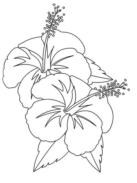 Hibiscus Image, Hibiscus Flower Drawing, Printable Flower Coloring Pages, Welcome Flowers, Coloring Contest, Fruit Coloring Pages, Flower Drawing Tutorials, Flower Outline, Flower Art Drawing