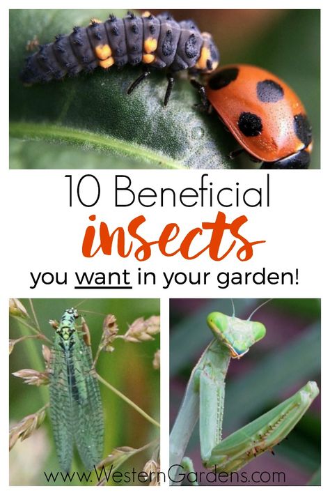 Harmful Garden Insects: Organic Management - Western Garden Centers Western Garden, Garden Creatures, Organic Insecticide, Bad Bugs, Organic Pesticide, Garden Bugs, Plant Pests, Garden Centers, Attracting Beneficial Insects