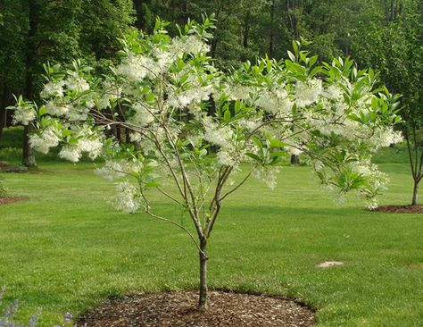 Chionanthus virginicus (White Fringe Tree) This is a small tree or large shrub with deciduous, simple leaves. It has a short trunk and is often multistemmed, with a long, slender crown of stout, ascending branches. Fringetree is one of the last trees to leaf out in spring. Leaves are very large, elliptic and untoothed. The striking, drooping, white flower clusters emerge soon after the leaves, and are very fragrant. Hardy Hydrangea, Short Trees, Faux Trees, Fringe Tree, Fragrant Garden, Inside Plants, Front Landscaping, Garden Shrubs, White Fringe