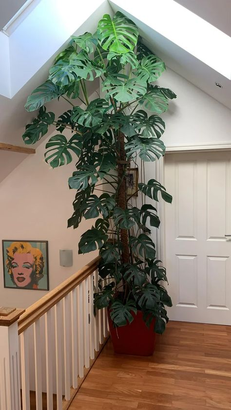 Indoor Garden Apartment, Monstera Wall, Monstera Plants, Rainforest Plants, Tanaman Pot, Herb Garden Design, Hanging Plant Wall, Vertical Garden Diy, Home Garden Plants