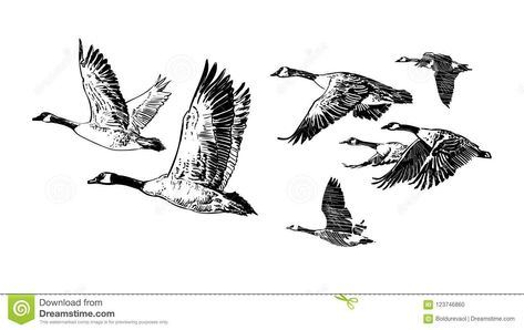 Goose Drawing, Goose Tattoo, Vogel Silhouette, Fly Drawing, Hunting Tattoos, Wild Geese, Flying Tattoo, Bird Sketch, Bird Hunting