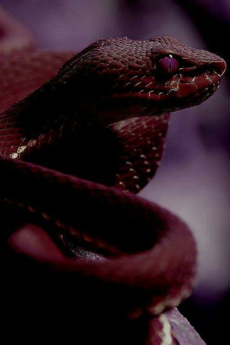 Maroon Aesthetic, Demon Aesthetic, Pretty Snakes, Snake Wallpaper, Cute Reptiles, Beautiful Snakes, Red Icons:), Dark Feminine, Favorite Animal