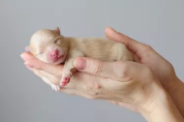 How to Birth a Puppy When the Sac has Broken | Cuteness Pet Photography Poses, Newborn And Dog, Dog Foto, Puppy Litter, Cute Bulldog Puppies, German Spitz, Dog Remedies, Puppy Photography, Newborn Puppies