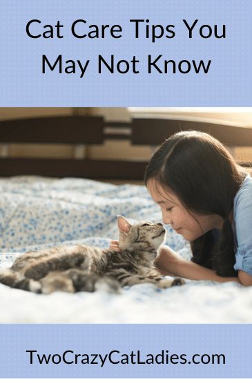 Many people think cats are easy pets to care for. While kitties are different than dogs in terms of how we care for them, they are not pets that we can just ignore. If you’re new to being a cat parent or just looking for more ways to help your kitty, here are some cat care tips for you. Caring For Cats, Cat Hygiene Tips, Cat Care Tips Kittens, Cat Care Tips Health, Taking Care Of A Cat, Cat Tips And Tricks, How To Take Care Of Cats, Cat Tips Indoor, Cats Astethic