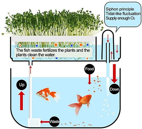 Diy Aquaponics Fish Tank, Ecosystem Aquarium, River Plants, Smart Gardening, Seed Sprouter, Tank Plants, Hydroponic Garden, Aquaponics Fish, Inside Garden