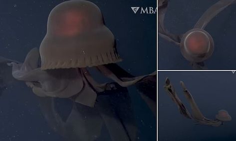 Super-rare giant phantom jellyfish with bizarre MOUTH ARMS is spotted Phantom Jellyfish, Giant Phantom Jellyfish, Giant Jellyfish, Deep Sea Jellyfish, Lagoon Jellyfish, Jellyfish Species, Portuguese Manowar Jellyfish, Marianas Trench, Monterey Bay Aquarium