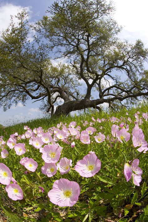 Pink evening primrose: Elegant and helpful 'pink lady' - CGTN Pink Evening Primrose, Primrose Flowers, Evening Primrose Flower, Primrose Flower, Favorite Flower, Evening Primrose, Beautiful Flowers Pictures, Sweet Fragrances, Oak Tree