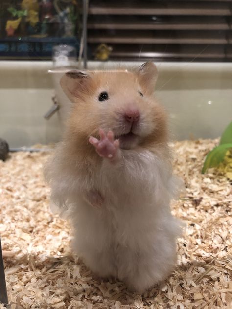 Hamster Aesthetic Cage, Hamster Aesthetic, Hamster Syrian, Kawaii Hamster, Hamster Pics, Hamster Care, Hamster Eating, Cute Hamster, Hamster Cages