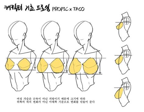 since the breasts are made of fat, not muscle, the placement of the breasts depending on the size should change on the bottom, not the top. Point Character Drawing, Anatomy Tutorial, February Nails, Human Anatomy Drawing, Manga Drawing Tutorials, Human Anatomy Art, Anatomy Sketches, Body Reference Drawing, 캐릭터 드로잉