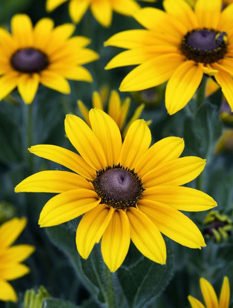 black-eyed Susan | Description & Facts ... Yellow Flowering Plants, Black Eyed Susan Flower, Rudbeckia Hirta, Bathroom Mural, Elbow Tattoo, Flower Bed Designs, Girls Tattoo, Awesome Tattoo, Yellow Wildflowers