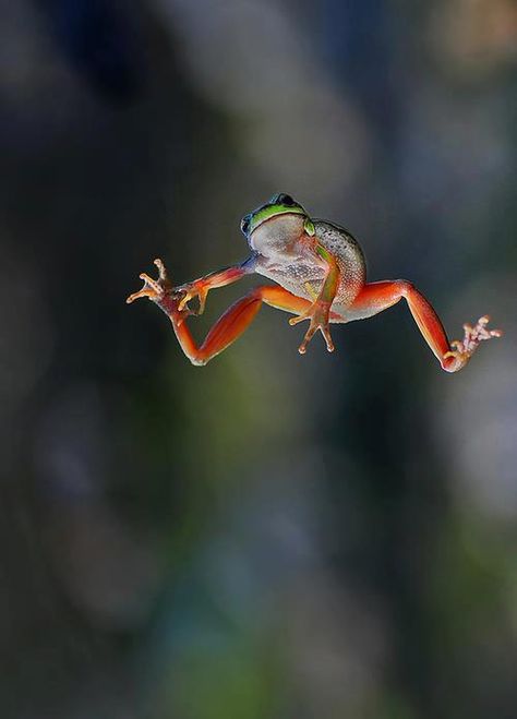 Ik ben blij! Photo Animaliere, Funny Frogs, Airbrush Art, A Frog, Frog And Toad, Tree Frogs, Reptiles And Amphibians, Cute Frogs, My God