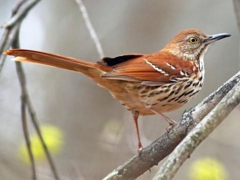 Gray Catbird Identification, All About Birds, Cornell Lab of Ornithology Wildlife Journal, Brown Thrasher, Birds Of North America, Northern Cardinal, Brown Bird, Wildlife Habitat, Backyard Birds, Yellow Eyes, Birdwatching