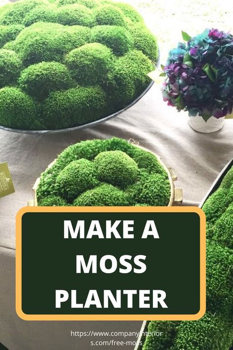 Moss Planters, Scandinavian Moss, Moss Planter, Moss And Lichen, Moss Centerpieces, Moss Walls, Growing Moss, Beautiful Terrariums, Moss Decor