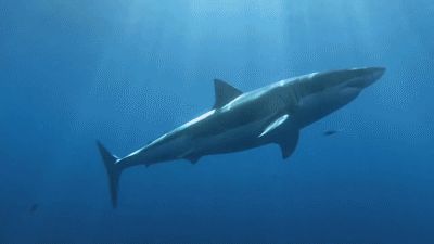 Great White Sharks Silly Shark Gif, Shark Header, Shark Biologist, Shark Banner, Shark Gif, Food For One, Swimming Gif, Random Fun Facts, Shark Images