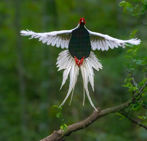 Silver pheasant (Lophura nycthemera) . ~ Photo by 👉📸 Dustin Chen Silver Pheasant, Pheasant, Art Pictures, Birds, Silver, Art