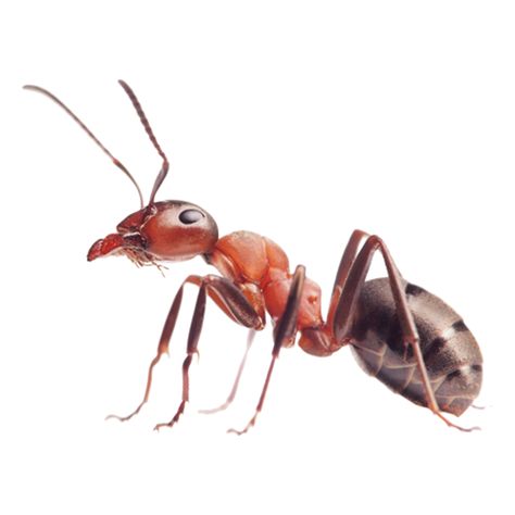 Types Of Ants, Red Ant, Ant Control, Ant Colony, Rid Of Ants, Ant Killer, Get Rid Of Ants, Termite Control, Bees And Wasps