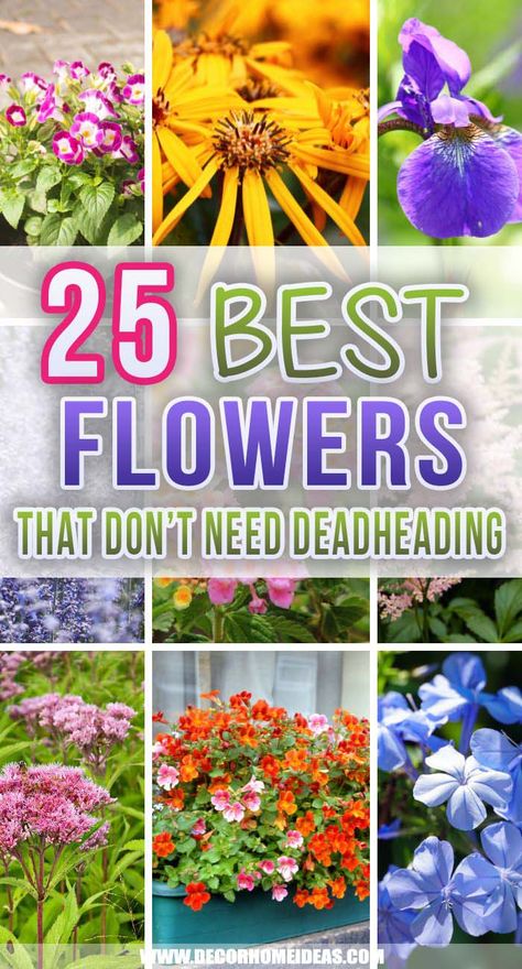 25 Low-Maintenance Flowers That Don’t Need Deadheading Low Maintenance Flowers, Plant Essentials, Perennials Low Maintenance, Garden Landscaping Backyard, Flower Garden Layouts, Garden Layouts, Deadheading, Electric Box, Gardening Flowers