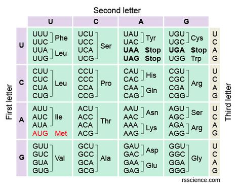 How to Read the Amino Acids Codon Chart? - Genetic Code and mRNA Translation - Rs' Science Codon Chart, Amino Acids Chart, Genetic Code, Amino Acid Chart, What Are Amino Acids, 20 Amino Acids, Genetic Code Chart, Amino Acids Biochemistry Notes, Classification Of Amino Acids