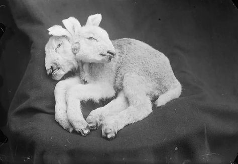 Two Headed Lamb, Deformed Animals, Agnus Dei, Two Heads, Nordland, Southern Gothic, 3d Studio, Doll Parts, Creepy Cute