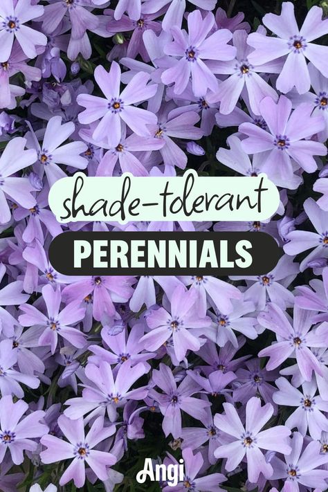 Shade-tolerant perennials on a background of purple phlox Half Shade Half Sun Garden, Shade Loving Flowers Perennials, Shade Plants Perennial, Layering Plants, Perennial Flower Bed, Perenial Flowers, Partial Shade Perennials, Shade Perennial Garden, Shade Flowers Perennial