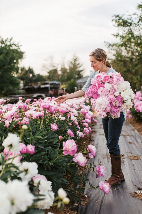 The Proper Care And Maintenance Of The "Ultimate Queen Of Spring" Peonies Wallpaper, Growing Peonies, Flower Garden Design, Cut Flower Garden, Peonies Garden, Have Inspiration, Cutting Garden, Alam Semula Jadi, Flower Farm