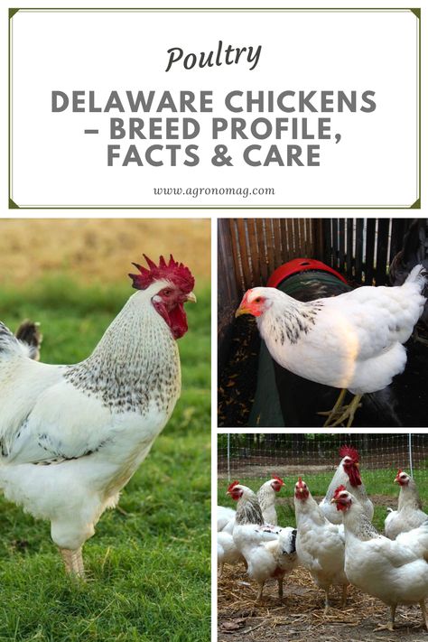 Delaware Chicken Egg Color, Delaware Chickens, Chicken Egg Colors, Chicken Facts, Ranch Living, Laying Chickens, Chicken Mom, Raising Backyard Chickens, Hobby Farm