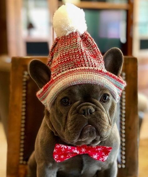 Frenchie Christmas Pictures, Frenchie Christmas, Daily Pictures, Tag A Friend, Christmas Pictures, More Pictures, Christmas List, Knitting Projects, Thank You So Much