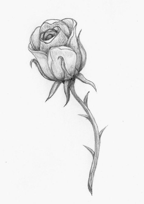 rose mit großen dornen, coole bilder zum nachzeichnen, schwarz graue zeichnung, blume Cool Pictures To Draw, Rose Tattoo Stencil, Easy Pencil Drawings, Art Du Croquis, Rose Sketch, Drawing Hands, Pencil Drawings Easy, Drawing Faces, Rose Drawing