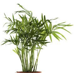 Potted bamboo palms bring color and warmth to any room in the house. Learn more about growing this charming houseplant by reading the… Plants Identification, Bamboo In Pots, Bamboo Palm, Hedera Helix, Sansevieria Trifasciata, Bamboo Plant, Inside Plants, Palm Plant, Bamboo Plants