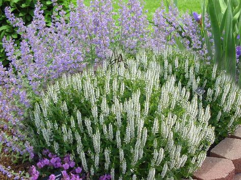 Perennial Plant Combinations that Work | Designer Landscapes Speedwell Plant Perennials, Salvia And Lavender, Lavender Planting Combinations, Nepeta Companion Plants, White Salvia Plant, Perennial Salvia Plant, Purple And White Landscaping, Lavendar Planting Landscaping Ideas, Half Shade Half Sun Garden