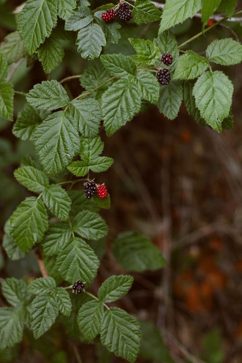 Woodland Cottage, Wild Berries, Wild Berry, Botanical Illustration, Botany, Beautiful World, Secret Garden, Blackberry, Mother Nature