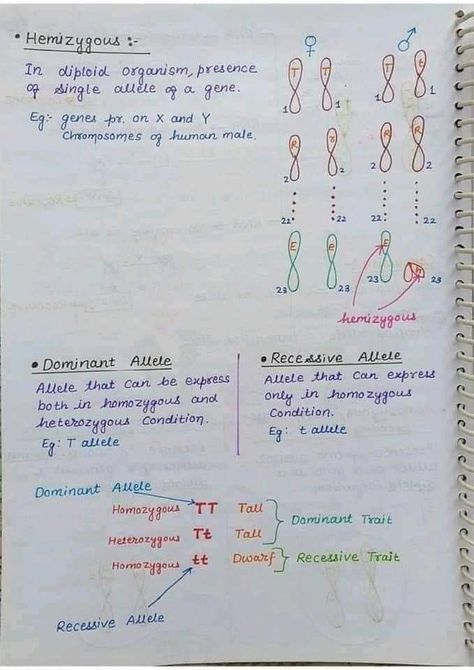 Hemizygous recessive allele hand written notes by sir asad Principle Of Inheritance And Variation, Biology Tricks, Genetics Notes, Neet Notes, Hand Written Notes, Learn Biology, Chemistry Education, Genetic Variation, Written Notes