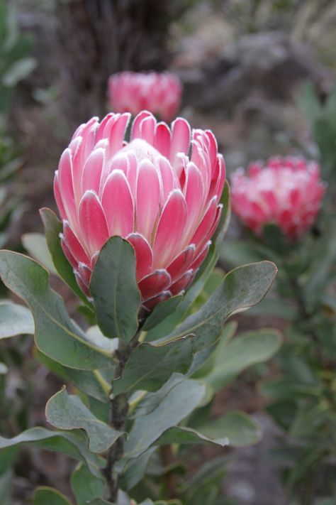 Flowers Australia, Protea Art, Australian Native Garden, Australian Wildflowers, Protea Flower, Australian Flowers, Australian Native Flowers, Australian Plants, Australian Garden