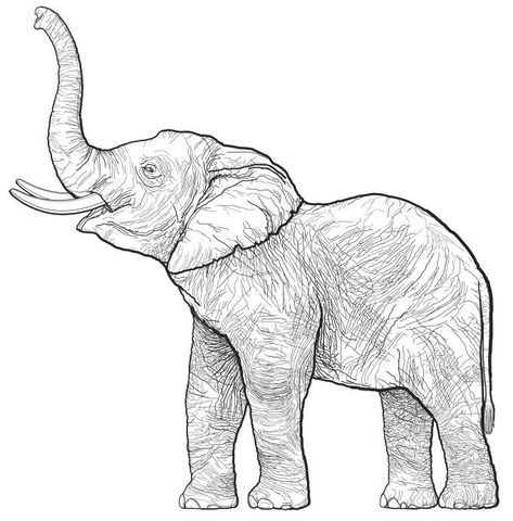 Elephant Coloring Pages for Adults - Best Coloring Pages For Kids Elephant Art Drawing, Elephant Sketch, Drawing Dragon, Art Du Croquis, Elephant Coloring Page, Elephant Colour, Elephants Photos, Drawing Heads, Elephant Drawing