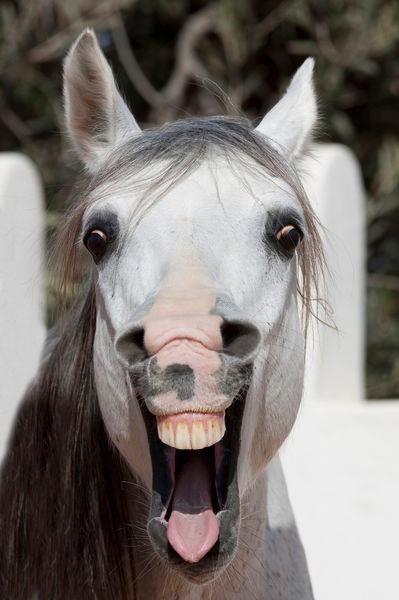 Smile Smiling Animals, Funny Horses, Horse Face, Most Beautiful Animals, All About Horses, Horse Quotes, Horse Crazy, Majestic Animals, Empowering Women