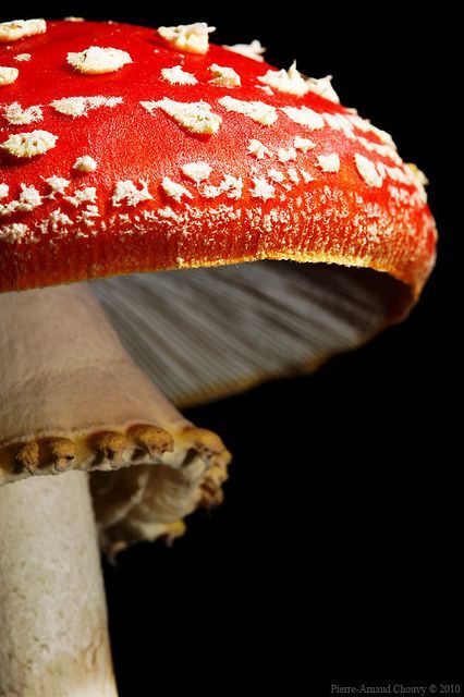 Memorable And Minute Mushroom Photography - Bored Art Mushroom Umbrella, Lichen Moss, Amanita Muscaria, Matka Natura, Red Mushroom, Mushroom Fungi, Foto Tips, Mushroom Art, Foto Art