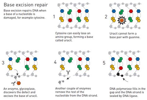 Dna Replication Activity, Dna Facts, Dna Polymerase, Biology Major, Dna Replication, Natural Philosophy, Family Tree Genealogy, Dna Repair, Molecular Biology