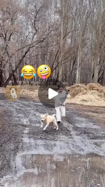 Funny Dog Videos Make Me Laugh, Funny Westies, Funny Animals Talking, Funniest Dog Videos, Happy Dogs Funny, Hilarious Dog Videos, Muddy Dog, Excited Dog, Slip N Slide