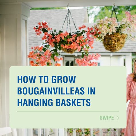 By following these tips, you can grow beautiful and healthy bougainvilleas in hanging baskets and enjoy their vibrant colours and stunning blooms. 🌸 Read more about how to grow Bougainvilleas in hanging baskets here → https://www.searlesgardening.com.au/articles/how-to-grow-bougainvilleas-in-hanging-baskets Bougainvillea Hanging Basket, Calibrachoa Hanging Basket, Hanging Bougainvillea, Window Greenery, Hanging Garden Ideas, Balcony Oasis, Plants In Baskets, Jungle Vibes, Vertical Gardening