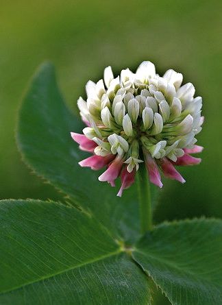 ♣ Clover - Trèfle ♣ White Clover Flower, Flower Symbolism, White Clover, Surviving In The Wild, Flower Meanings, Clover Flower, Wild Plants, Hobby Farms, Medicinal Plants