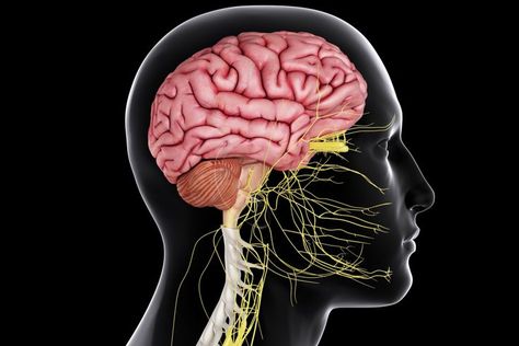 Structure and Function of the Central Nervous System Nerf Vague, Sistem Saraf, Brain Nerves, Peripheral Nervous System, Structure And Function, Spinal Cord, Central Nervous System, Anatomy And Physiology, Pressure Points